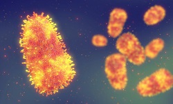 Rhabdovirus